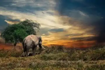 wildlife experience in Sariska